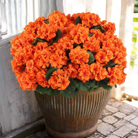 orange (6 pieces set)