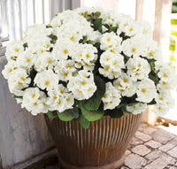 white (6 pieces set)