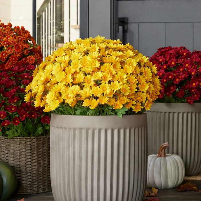 🔥 50% OFF Today Only 🔥 - Artificial Outdoor Mums Flowers - UV resistant, Waterproof, Windproof🌼