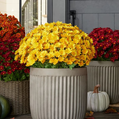 🔥 50% OFF Today Only 🔥 - Artificial Outdoor Mums Flowers - UV resistant, Waterproof, Windproof🌼