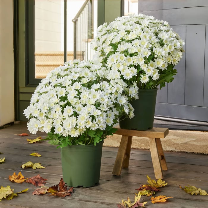 🔥 50% OFF Today Only 🔥 - Artificial Outdoor Mums Flowers - UV resistant, Waterproof, Windproof🌼
