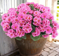 purple pink (6 pieces set)