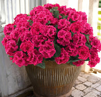Rose Red (6 pieces set)