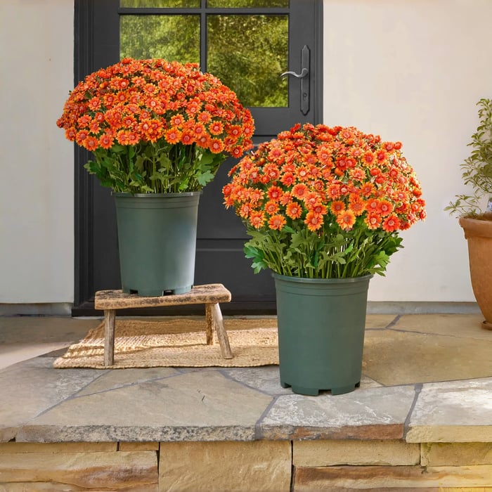 🔥 50% OFF Today Only 🔥 - Artificial Outdoor Mums Flowers - UV resistant, Waterproof, Windproof🌼