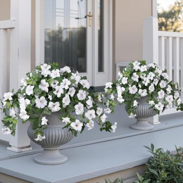 🔥Last Day 70% OFF🔥UV Resistant Faux Petunia Flowers – Fade-Proof Outdoor Floral Decor