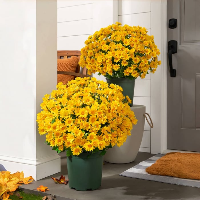 🔥 50% OFF Today Only 🔥 - Artificial Outdoor Mums Flowers - UV resistant, Waterproof, Windproof🌼