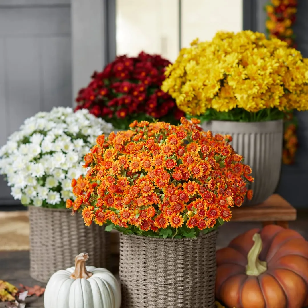🔥 50% OFF Today Only 🔥 - Artificial Outdoor Mums Flowers - UV resistant, Waterproof, Windproof🌼