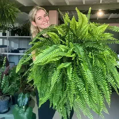 🔥Last Day 60% OFF🔥Oversized Pre-Lit Artificial Boston Ferns --No watering, No fading
